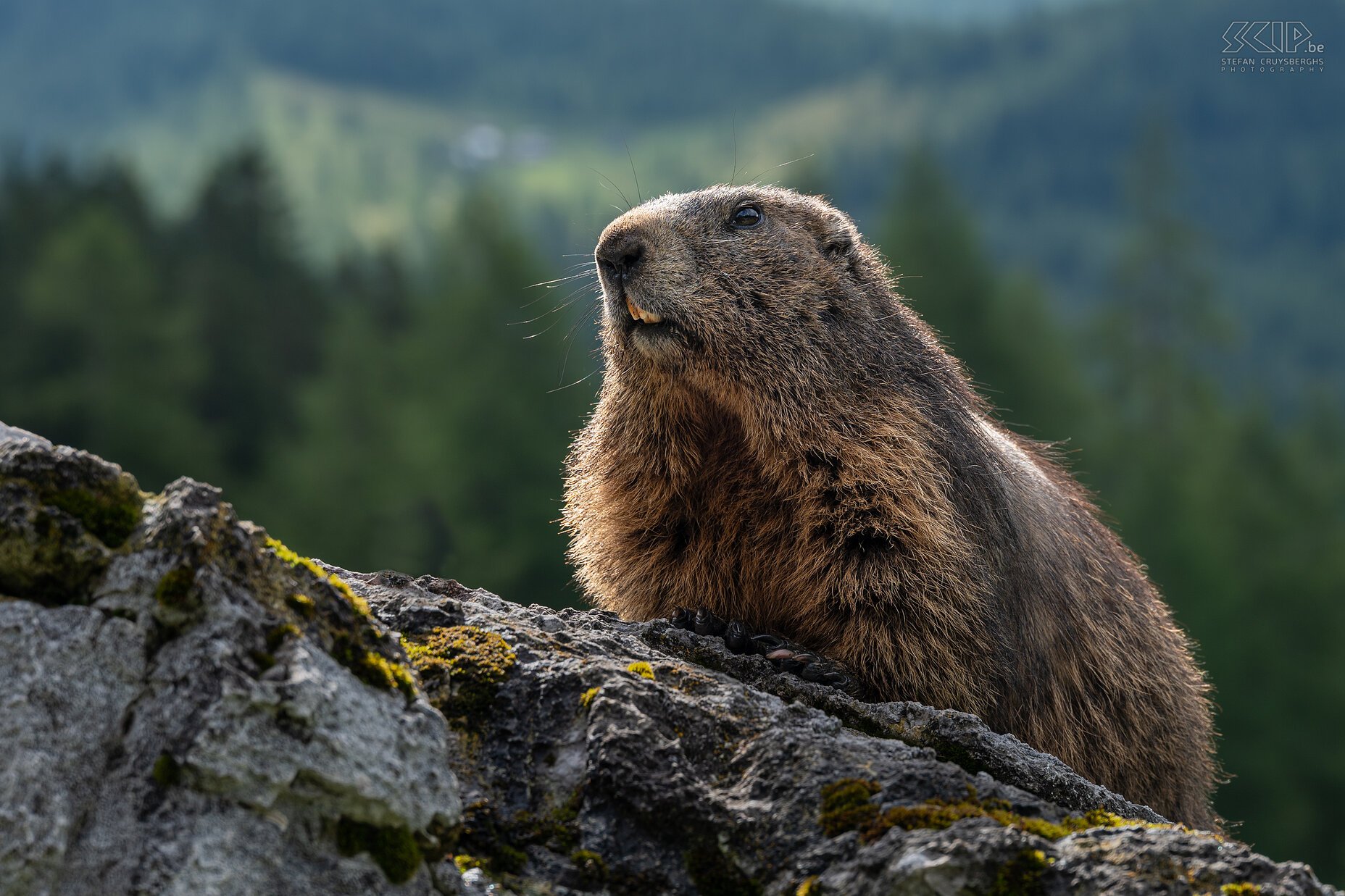 Bachalm - Alpine marmot Close-up of an alpine marmot (Marmota marmota). The alpine marmot feeds on grasses, herbs and sometimes it also eats flowers, unripe fruits and roots. It is a diurnal animal that lives in a family group in a deep, extensive tunnel system, a castle. Stefan Cruysberghs